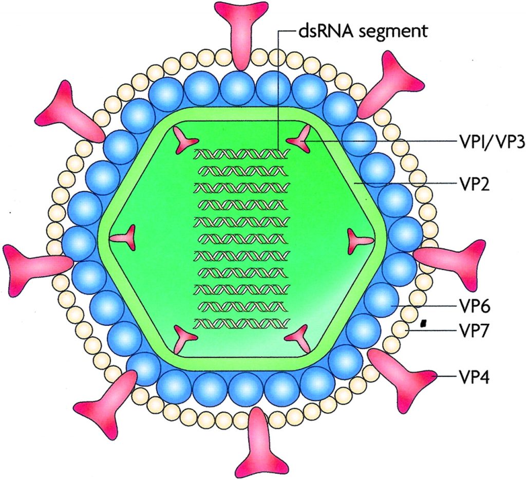 RotavirusClassification, Structure composition and Properties