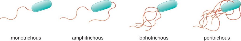 the-prokaryotic-flagella-possesses-a-unit-membrane-enclosed-fibre-b