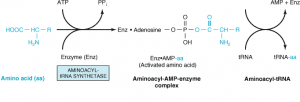 Translation In Prokaryotes Online Biology Notes