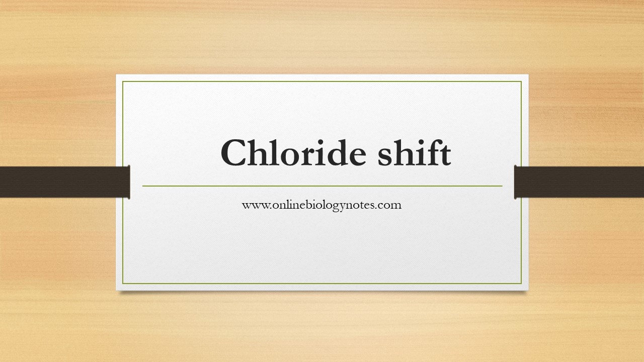 Chloride Shift Hamburger Phenomenon Online Biology Notes