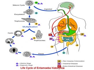 Entamoeba Histolytica Morphology Life Cycle Pathogenesis Clinical Hot Sex Picture