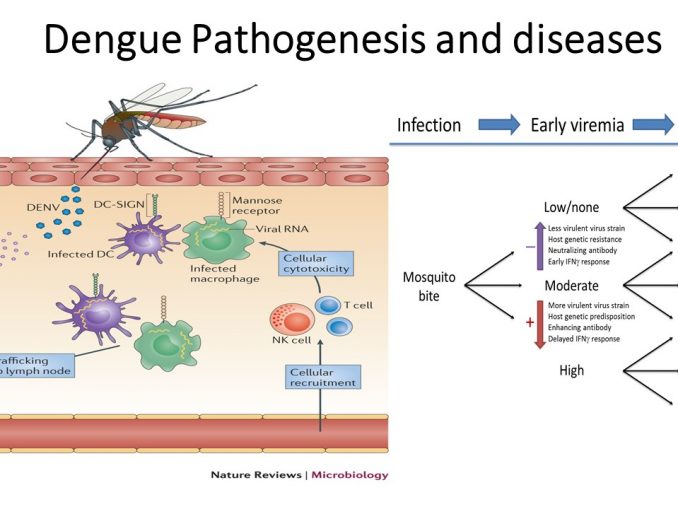 Dengue Virus: Structure, Serotypes And Mode Of Transmission