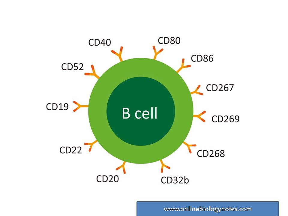 B- Lymphocytes: Surface Receptor And Functions