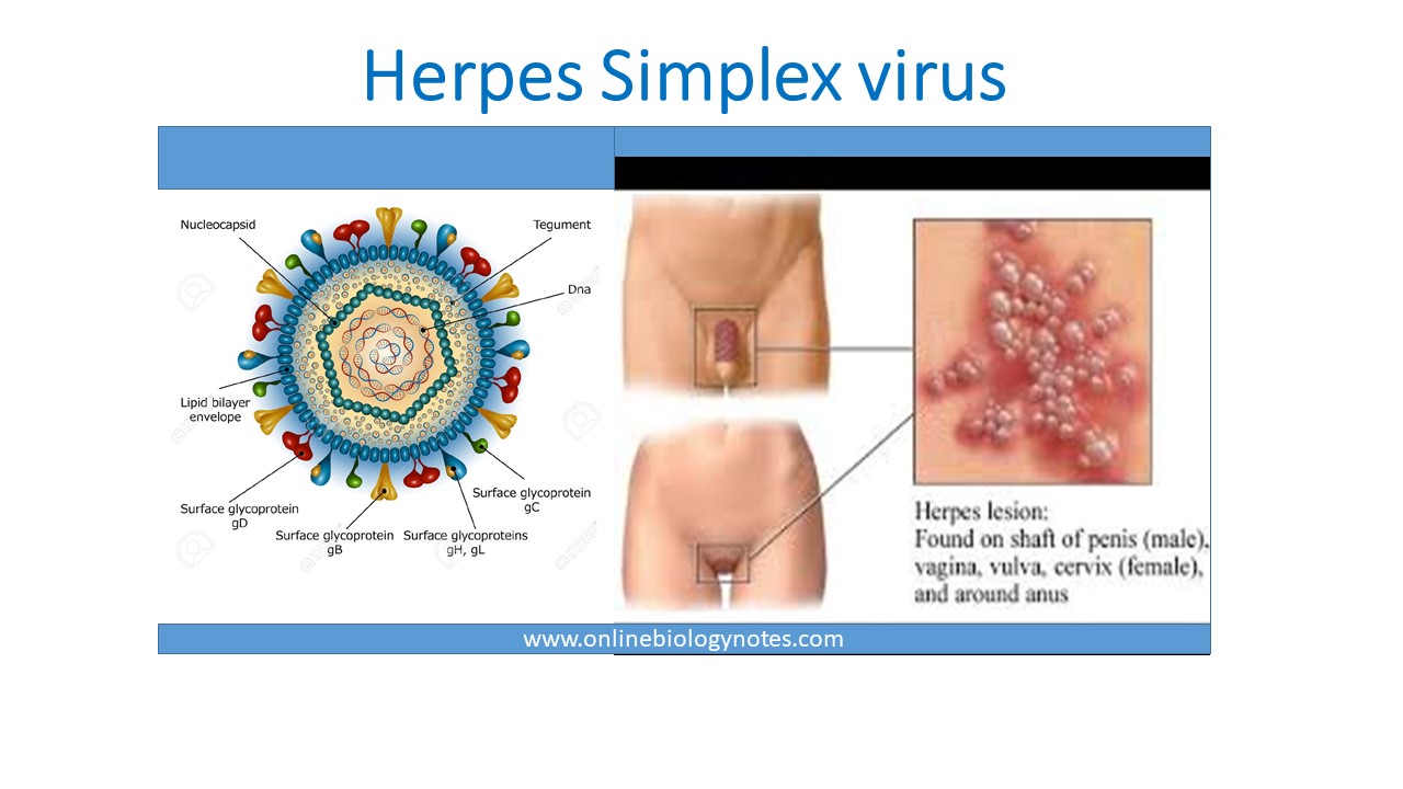 Herpes Simplex Virus HSV Structure And Genome Mode Of Transmission 