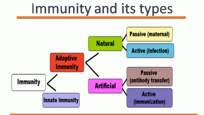 Immunity And Its Types Innate And Acquired Immunity