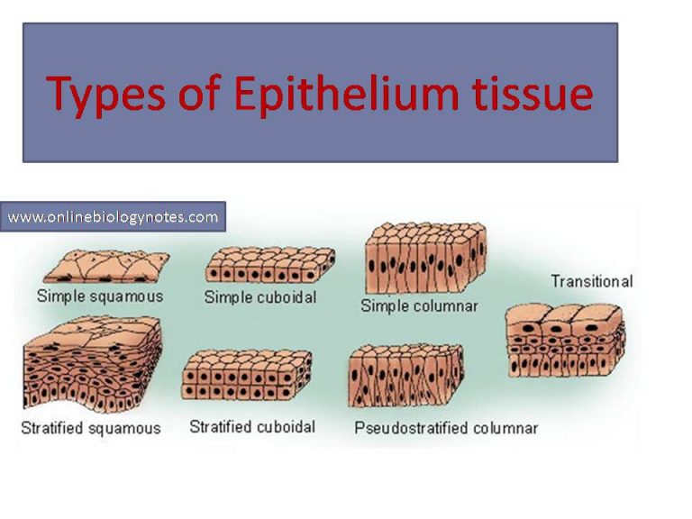 Epithelial Tissue: Characteristics And Classification Scheme And Types