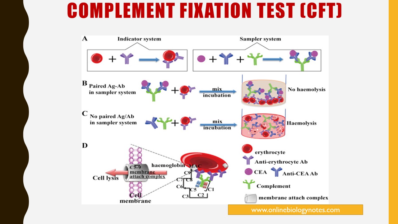 Complement Fixation Test Principle Procedure Result Interpretation 