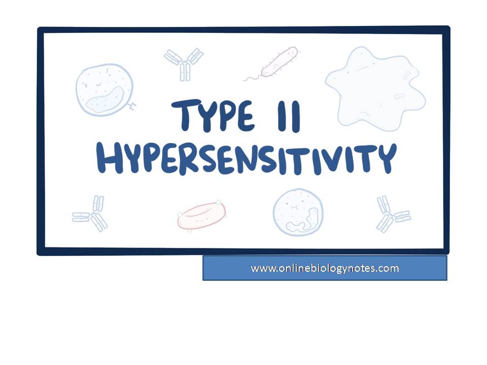 type-ii-hypersensitivity-reaction-mechanism-and-examples