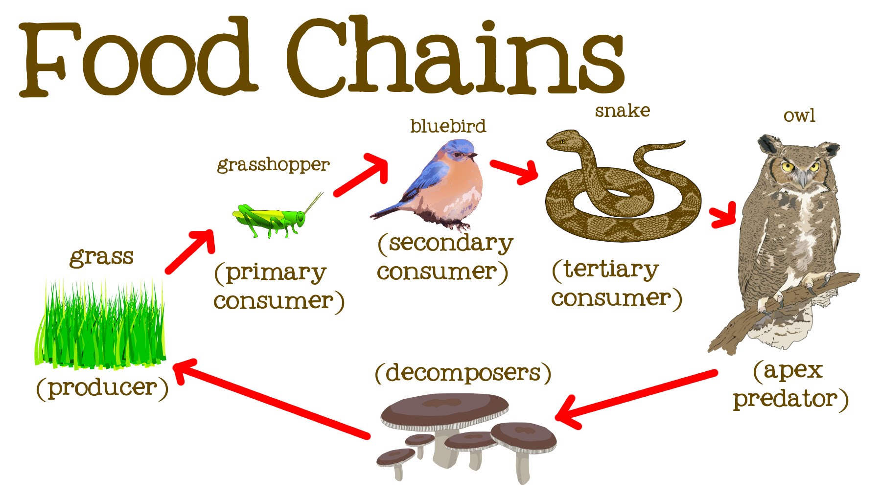 Food Chain Trophic Levels And Flow Of Energy In Ecosystem