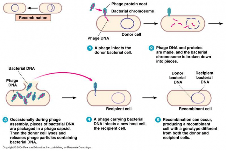 transduction-generalized-and-specialized-transduction