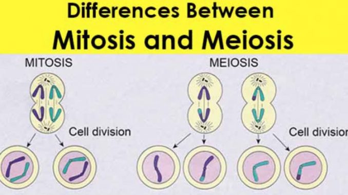 Difference Between Mitosis And Meiosis Online Biology Notes