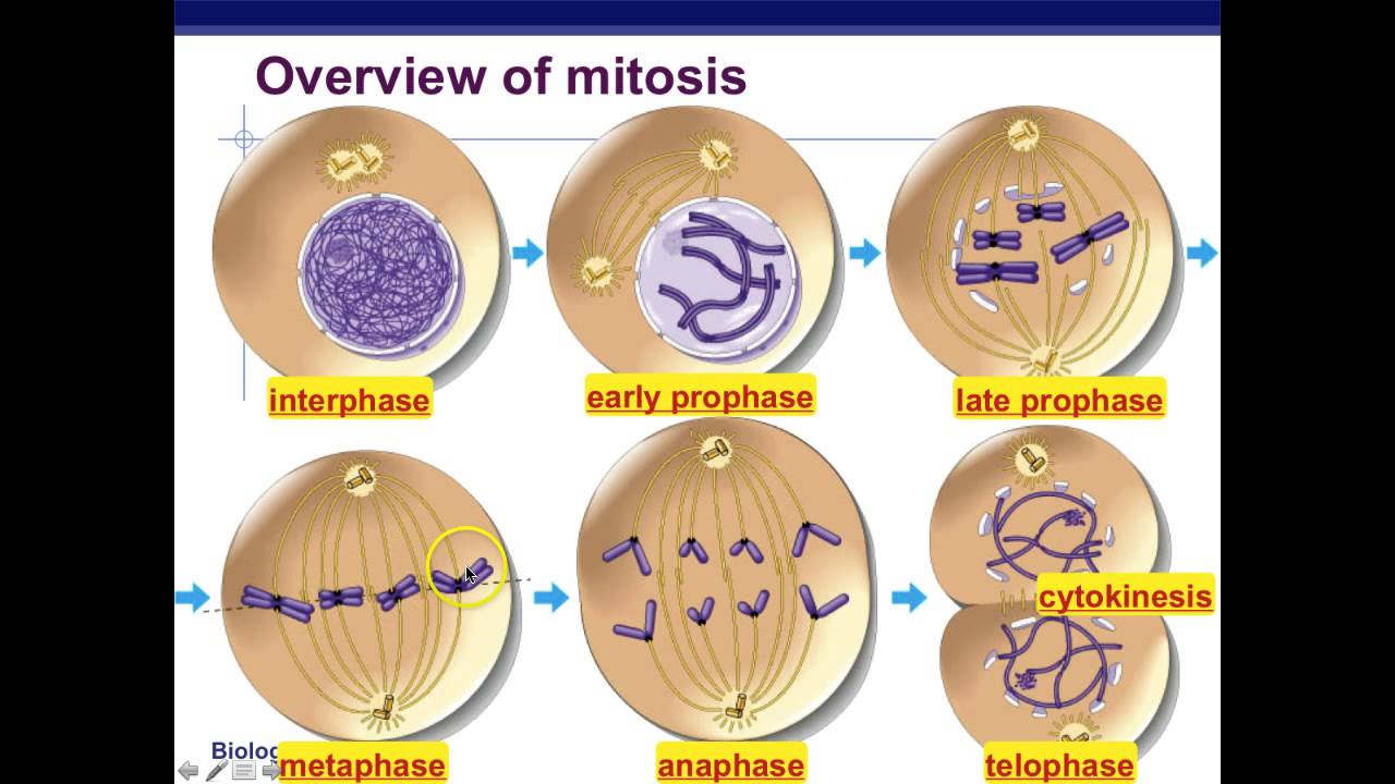 Mitosis Mitotic Cell Division Stages And Significance