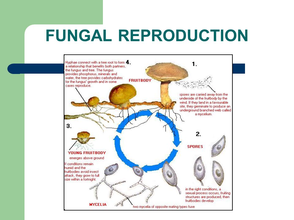 Reproduction In Fungi Asexual And Sexual Methods 