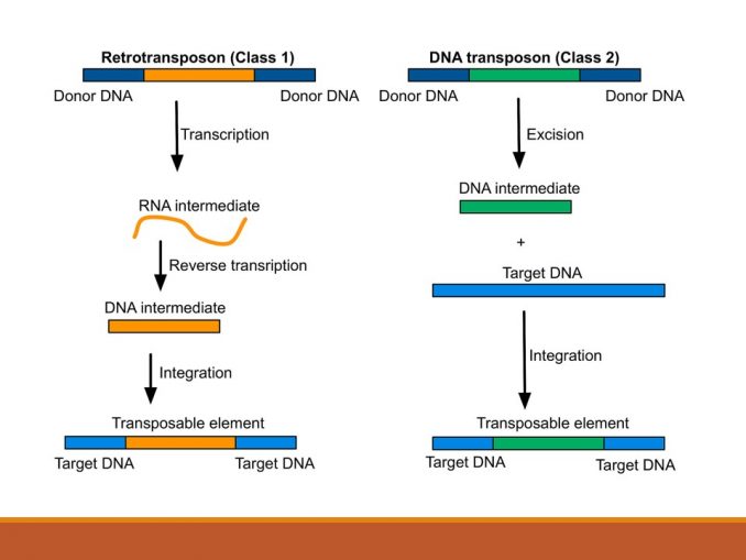 Transposable Elements In Eukaryotes Online Biology Notes