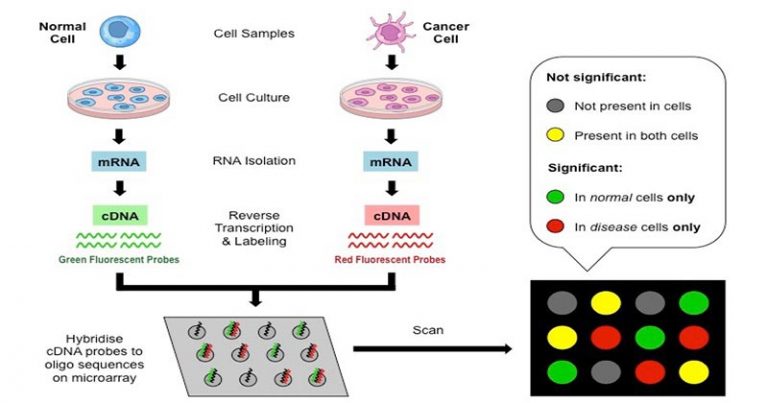 Dna Microarray Principle Types And Steps Involved In Cdna Microarrays