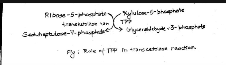 Vitamin B Complex Structure Coenzyme Forms And Biological Roles