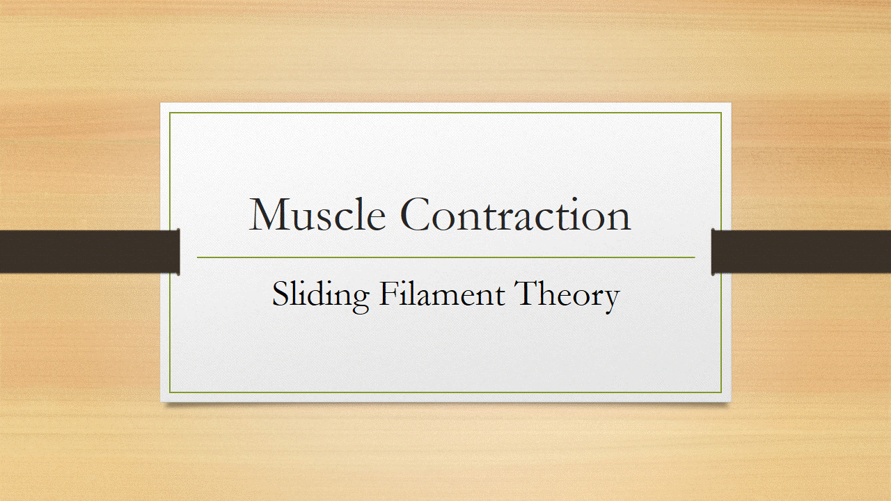 Sliding Filament Theory Of Muscle Contraction Online Biology Notes