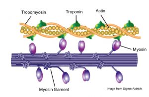 Sliding Filament Theory of Muscle Contraction - Online Biology Notes