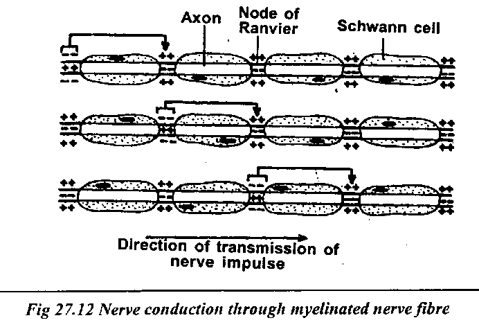 Nerve Impulse Conduction Online Biology Notes