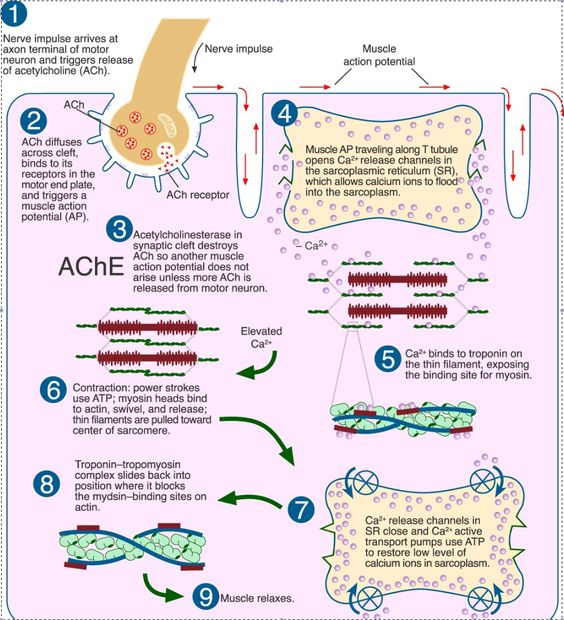 Sliding Filament Theory of Muscle Contraction - Online Biology Notes