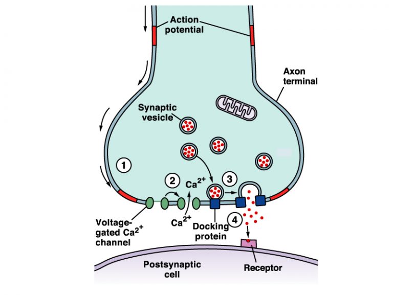 Nerve Impulse Transmission across Synapse - Online Biology Notes