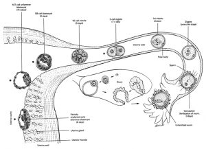 Human Fertilization and Embryogenesis - Online Biology Notes