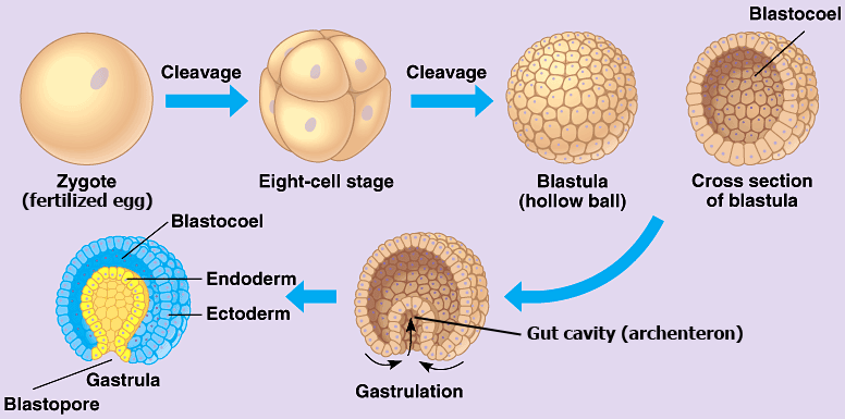 Developmental biology of Frog-Embryonic Development - Online Biology Notes