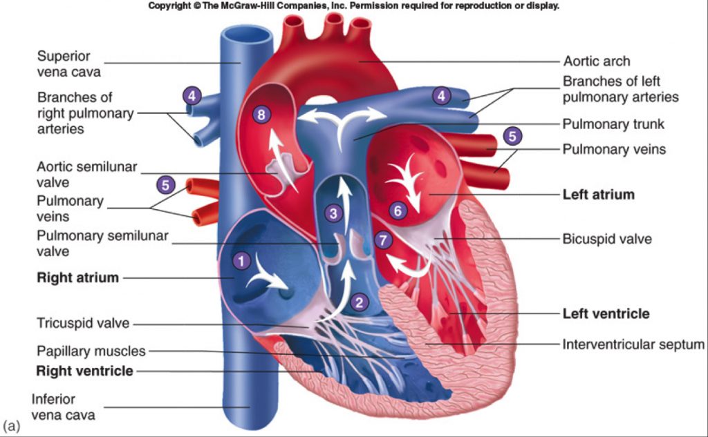 complete anatomy and physiology of the heart