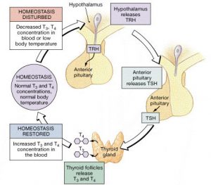 thyroid mechanism hormone regulation tsh thyroxine hormones trh stimulating thyrotropin gland endocrine