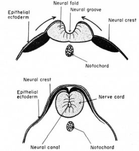 Developmental biology of Frog-Embryonic Development - Online Biology Notes