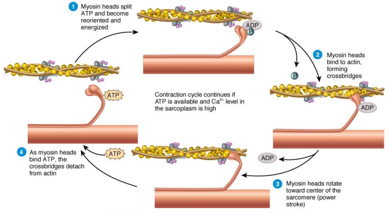 sliding-filament-theory-of-muscle-contraction-online-biology-notes