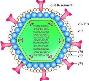 Rotavirus-Classification, Structure composition and Properties ...