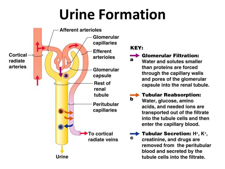 Physiology Of Urine Formation Online Biology Notes