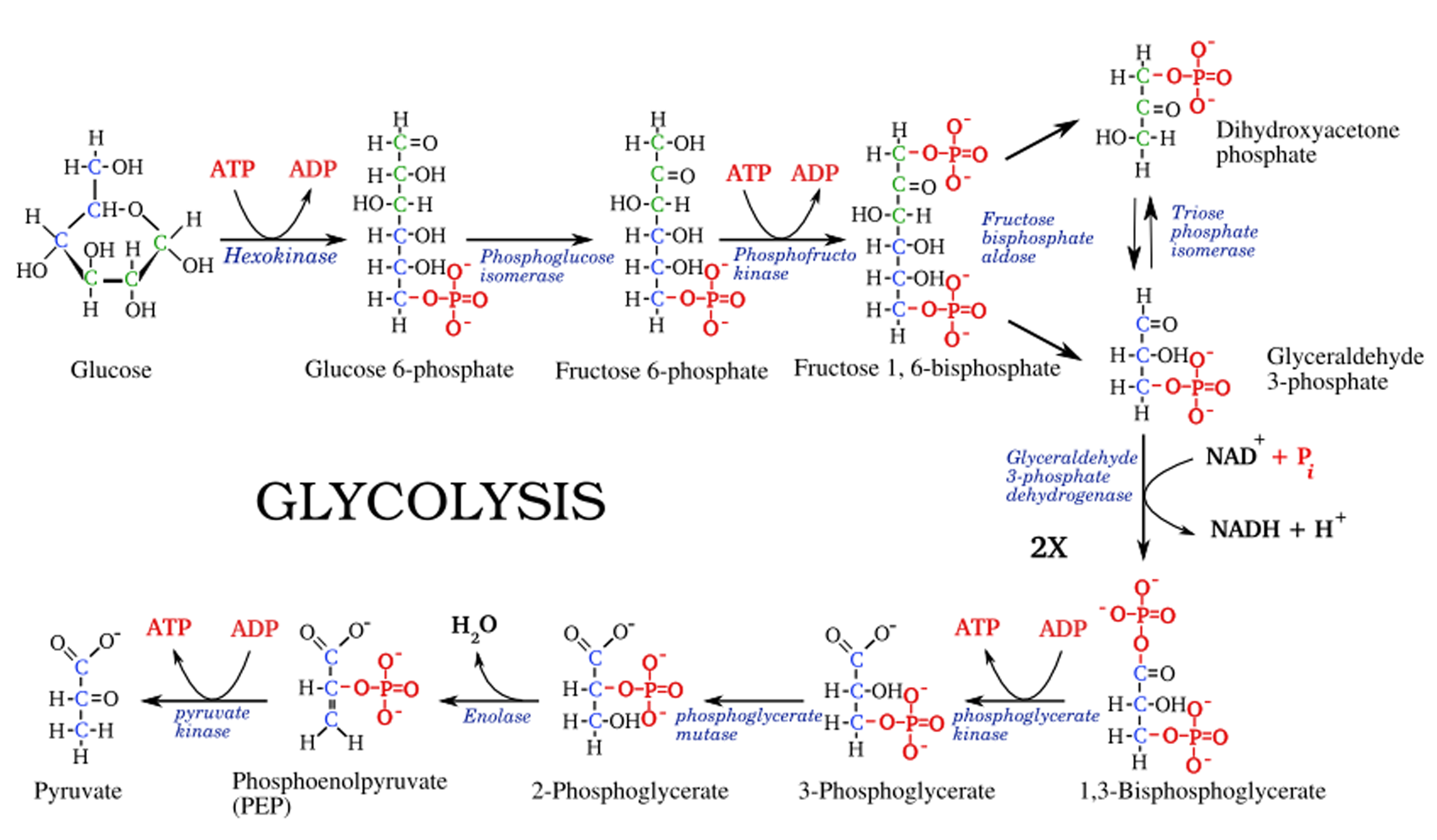 Glycolysis steps, diagram and enzymes involved Online Biology Notes