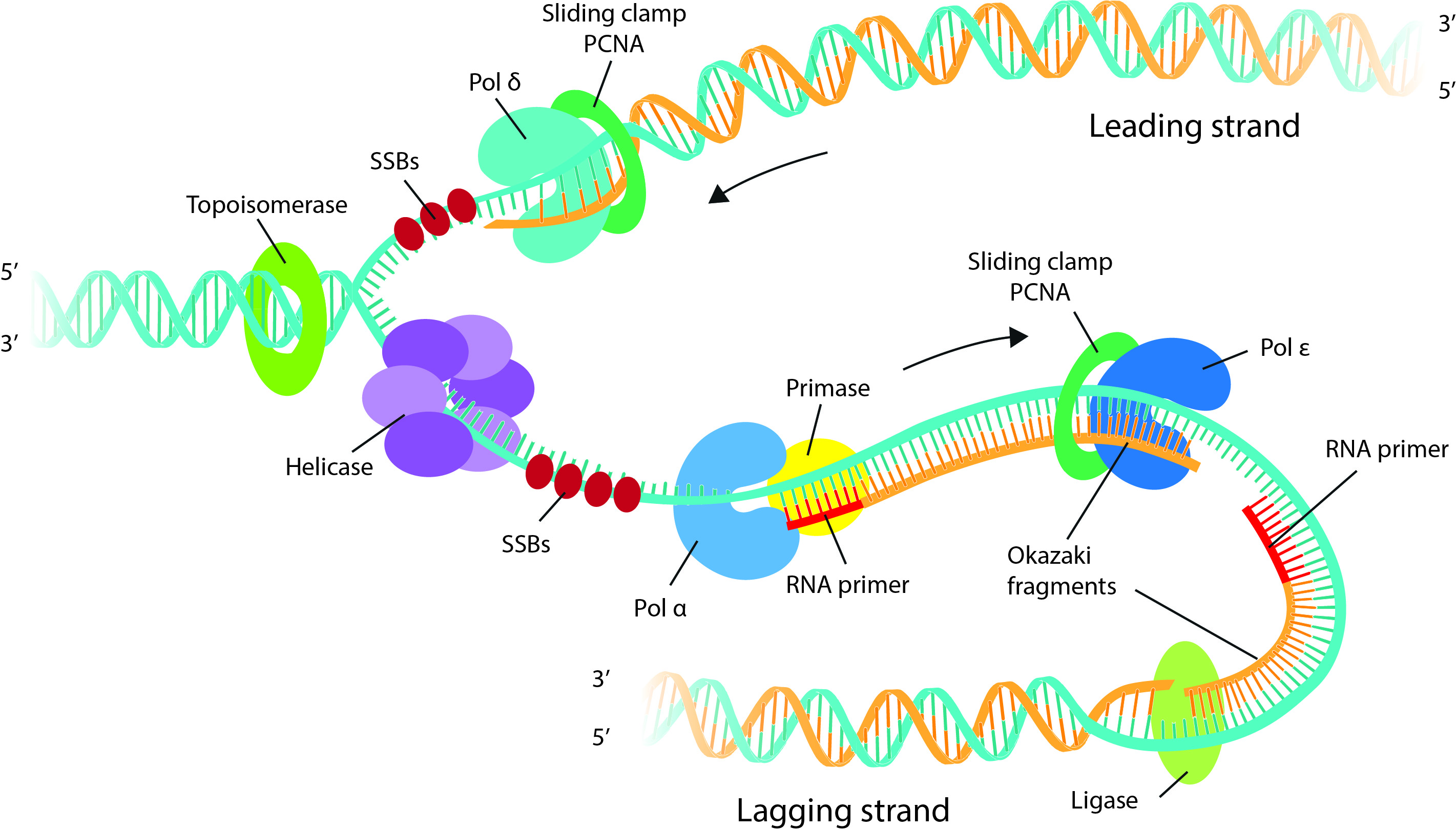 DNA Replication Lagging Strand