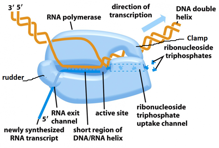 transcription-in-prokaryotes-online-biology-notes