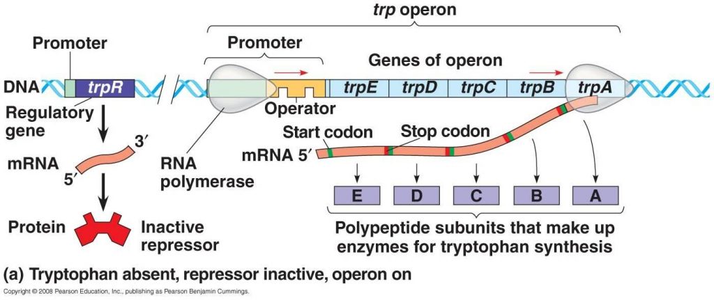 tryptophan-operon-online-biology-notes