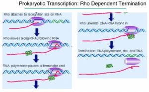 Transcription in Prokaryotes - Online Biology Notes