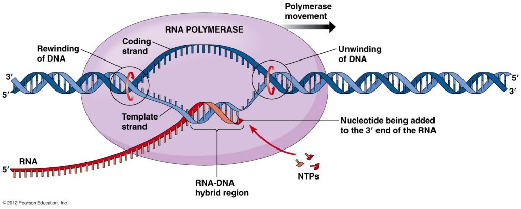 Transcription In Prokaryotes Online Biology Notes