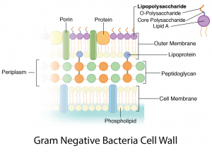 Bacterial Cell Wall: Structure, Composition And Types - Online Biology ...