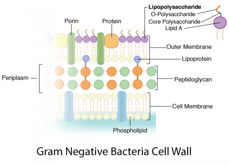 Bacterial Cell wall: Structure, Composition and Types - Online Biology ...