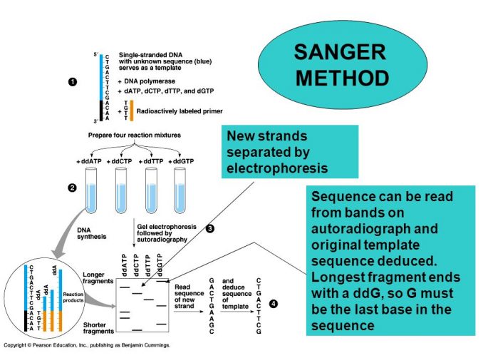 Sanger’s method of gene sequencing - Online Biology Notes