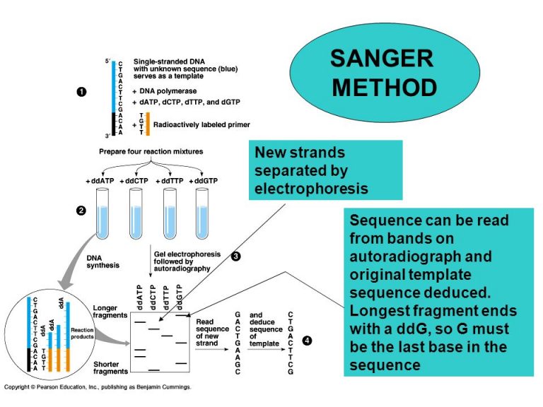 Sanger s Method Of Gene Sequencing Online Biology Notes