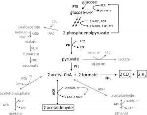 Different Fermentation Pathway Of Bacteria - Online Biology Notes