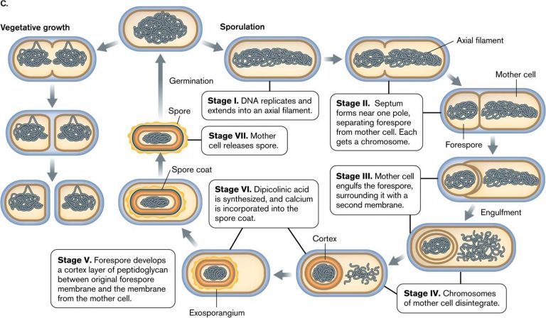 Bacterial Spore: Structure, Types, Sporulation And Germination - Online ...