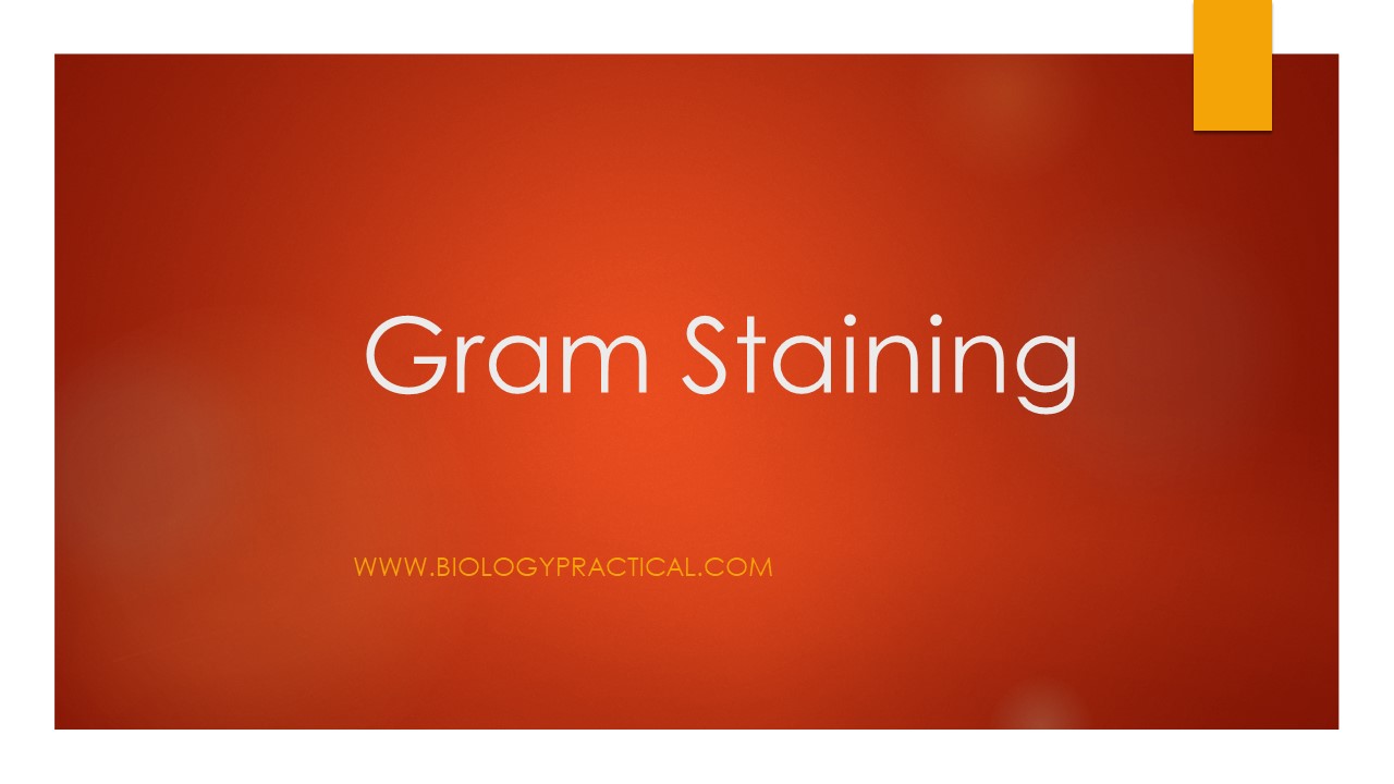 Gram staining technique - Online Biology Notes