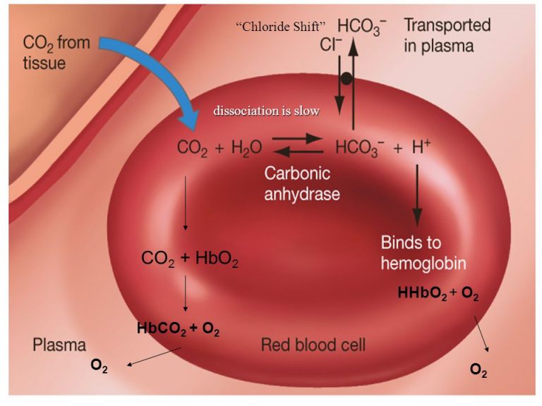 Chloride Shift/Hamburger Phenomenon - Online Biology Notes