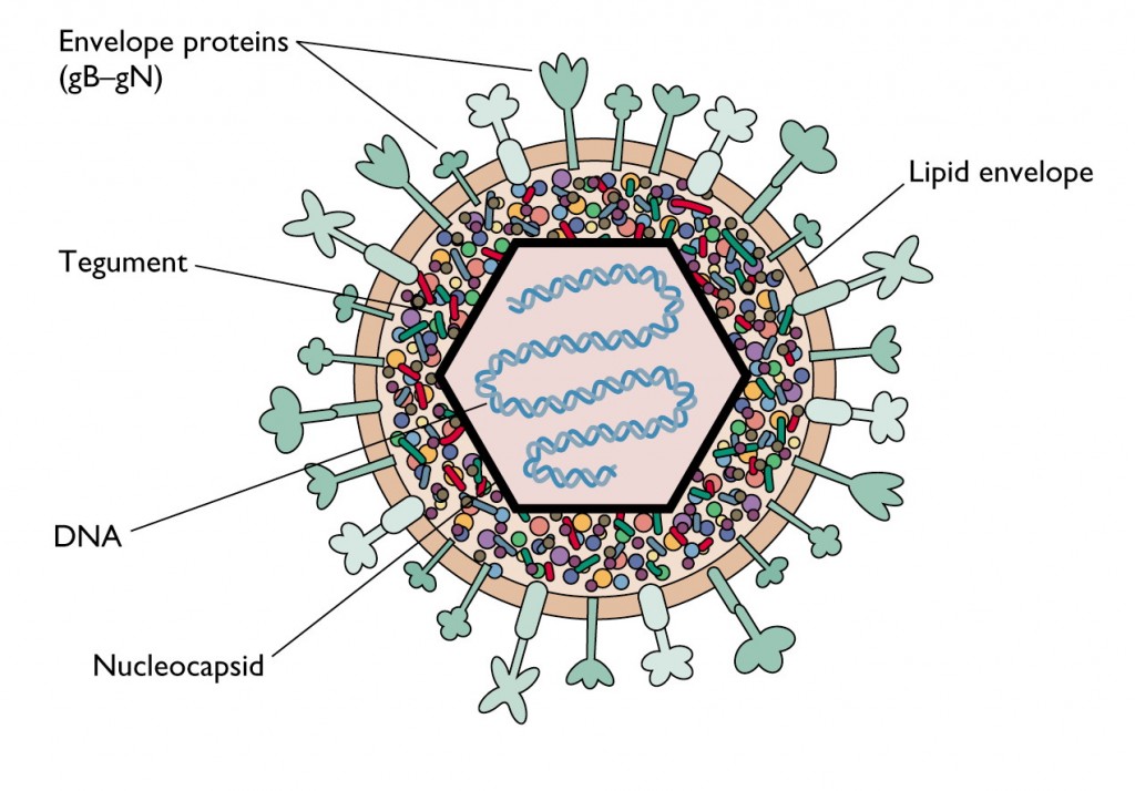 Icosahedral Virus Structure Virus Structure and Symmetry Online Biology Notes