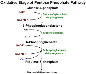 Pentose phosphate pathway (PPP) or hexose monophosphate (HMP) shunt