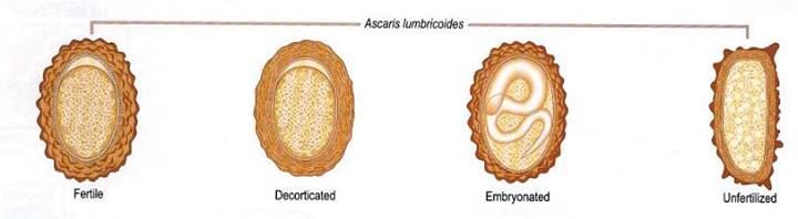 Ascaris Lumbricoides Labeled